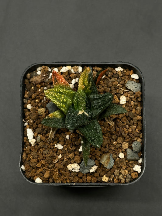 Ariocarpus Fissuratus cv. 'Godzilla' Variegated (508W25) in 2-inch pot, showcasing a textured, tuberculate surface in deep green, characteristic of this sought-after Japanese cultivar.