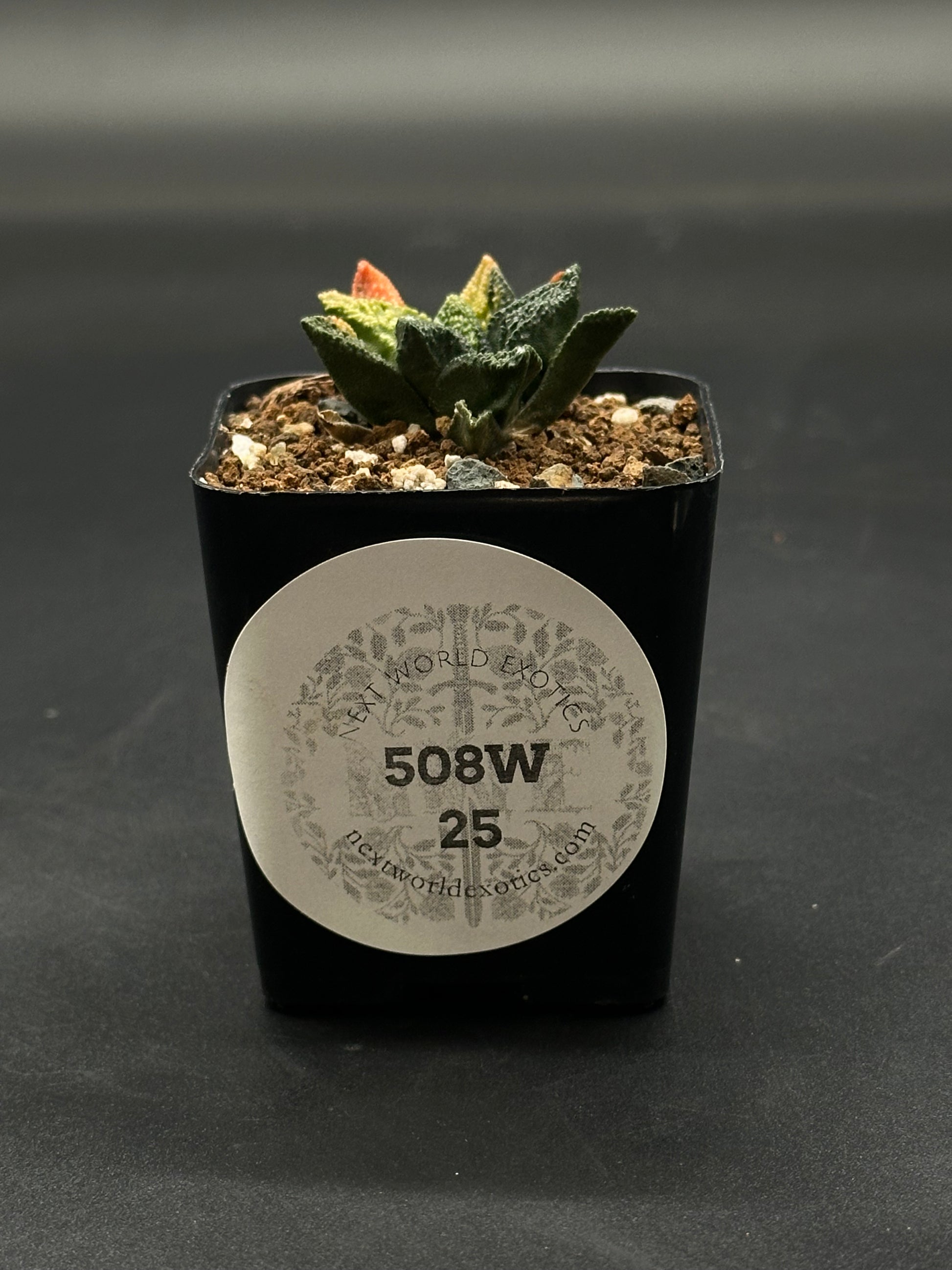 Ariocarpus Fissuratus cv. 'Godzilla' Variegated (508W25) in a 2-inch pot, showcasing a distinctively textured surface with intricate tuberculate patterns.