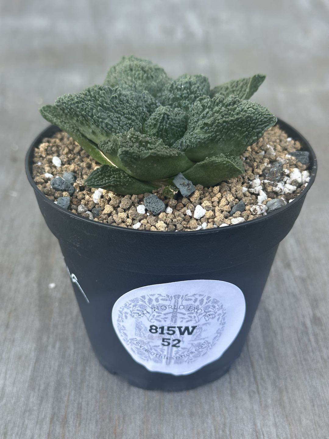 Ariocarpus Fissuratus cv. 'Godzilla' Hybrid in a 2.5-inch pot with intricate variegated texture and a label.