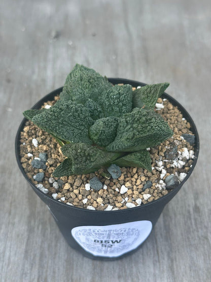 Ariocarpus Fissuratus cv. 'Godzilla' Hybrid in a 2.5-inch pot with a label, featuring a distinctive textured surface and intricate pattern.