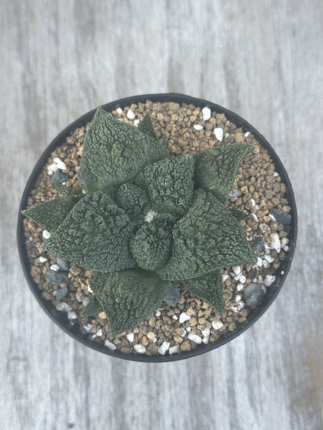 Ariocarpus Fissuratus cv. 'Godzilla' Hybrid in a 2.5-inch pot, showcasing its heavily-textured surface and intricate tuberculate pattern.