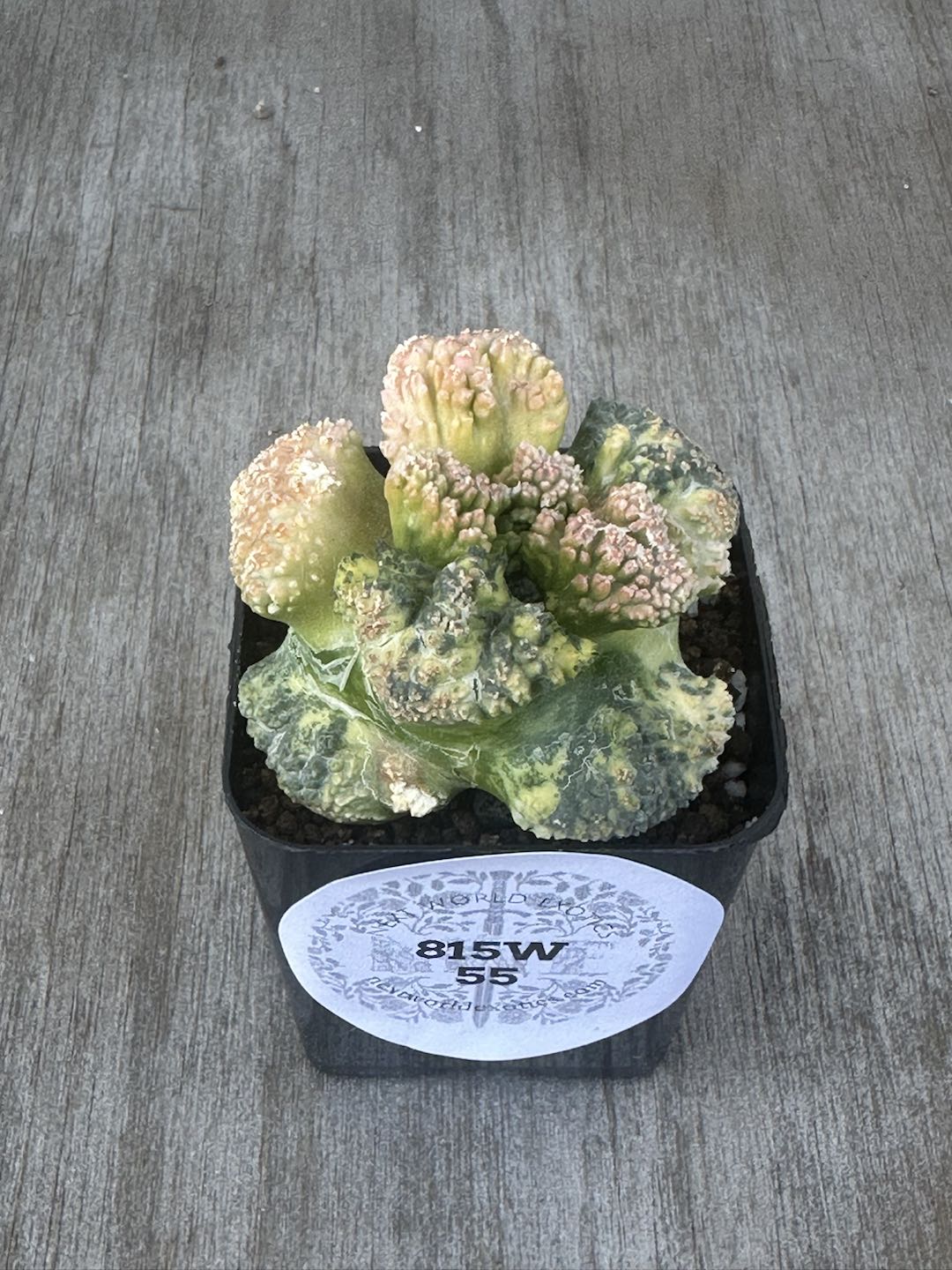 Ariocarpus Fissuratus cv. 'Godzilla' Hybrid Variegated (AGH2) 🌱 in a 2-inch pot, showcasing its distinctive textured surface and intricate tuberculate pattern.