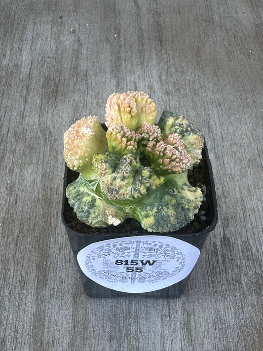 Ariocarpus Fissuratus cv. 'Godzilla' Hybrid Variegated (AGH2) 🌱 in a 2-inch pot, showcasing its distinctive textured surface and intricate tuberculate pattern.