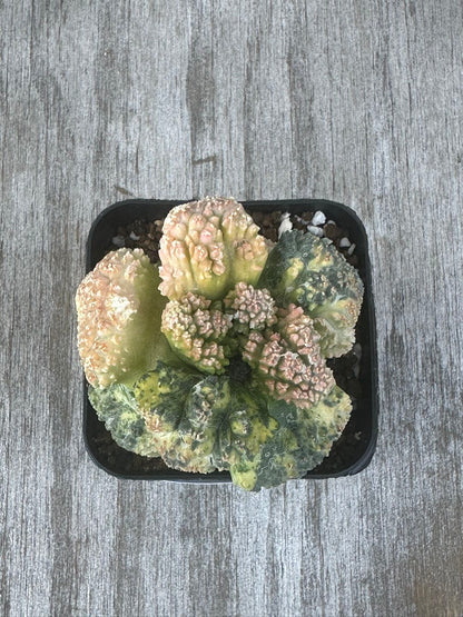 Ariocarpus Fissuratus cv. 'Godzilla' Hybrid Variegated (AGH2) 🌱 in a black container, showcasing its unique, heavily-textured surface and intricate tuberculate pattern.