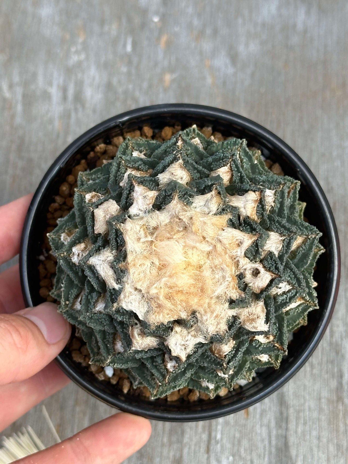 Hand holding a small potted Ariocarpus Fissuratus cv. Kikko Botan, showcasing its distinctive textured tubercles.