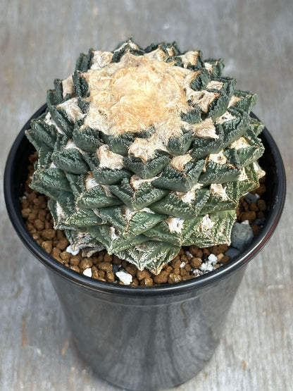 Ariocarpus Fissuratus cv. Kikko Botan (AKB1) 🌱 in a pot, showcasing its unique textured tubercles, highlighting its vigor and desirable traits.