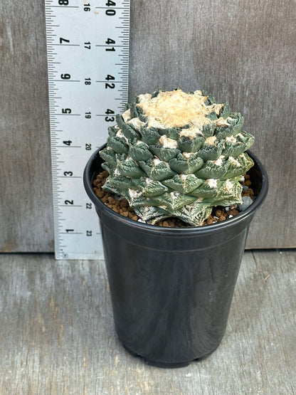 Ariocarpus Fissuratus cv. Kikko Botan (AKB1) 🌱 in a pot with a ruler for scale, showcasing its large textured tubercles.