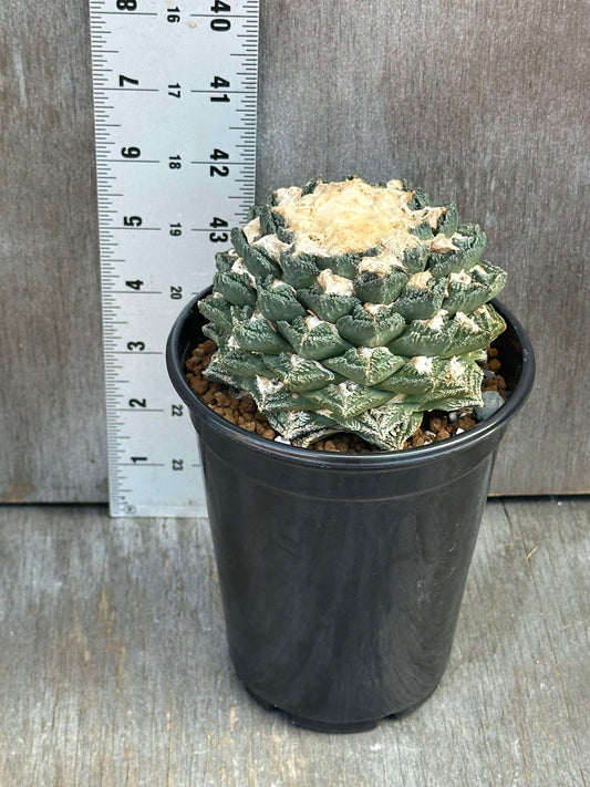 Ariocarpus Fissuratus cv. Kikko Botan (AKB1) 🌱 in a pot with a ruler for scale, showcasing its large textured tubercles.