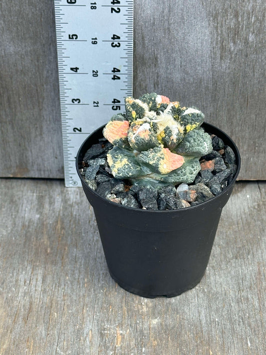 Ariocarpus Godzilla Hybrid Variegated (AGH1) 🌱 in a 4-inch pot, placed next to a ruler for size reference, showcasing its textured surface and variegation.