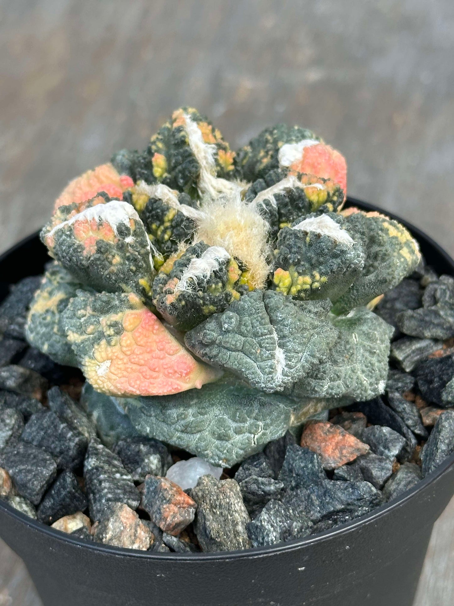 Ariocarpus Godzilla Hybrid Variegated (AGH1) 🌱 in a 4-inch pot, showcasing its textured tubercles and distinct surface, ideal for collectors.