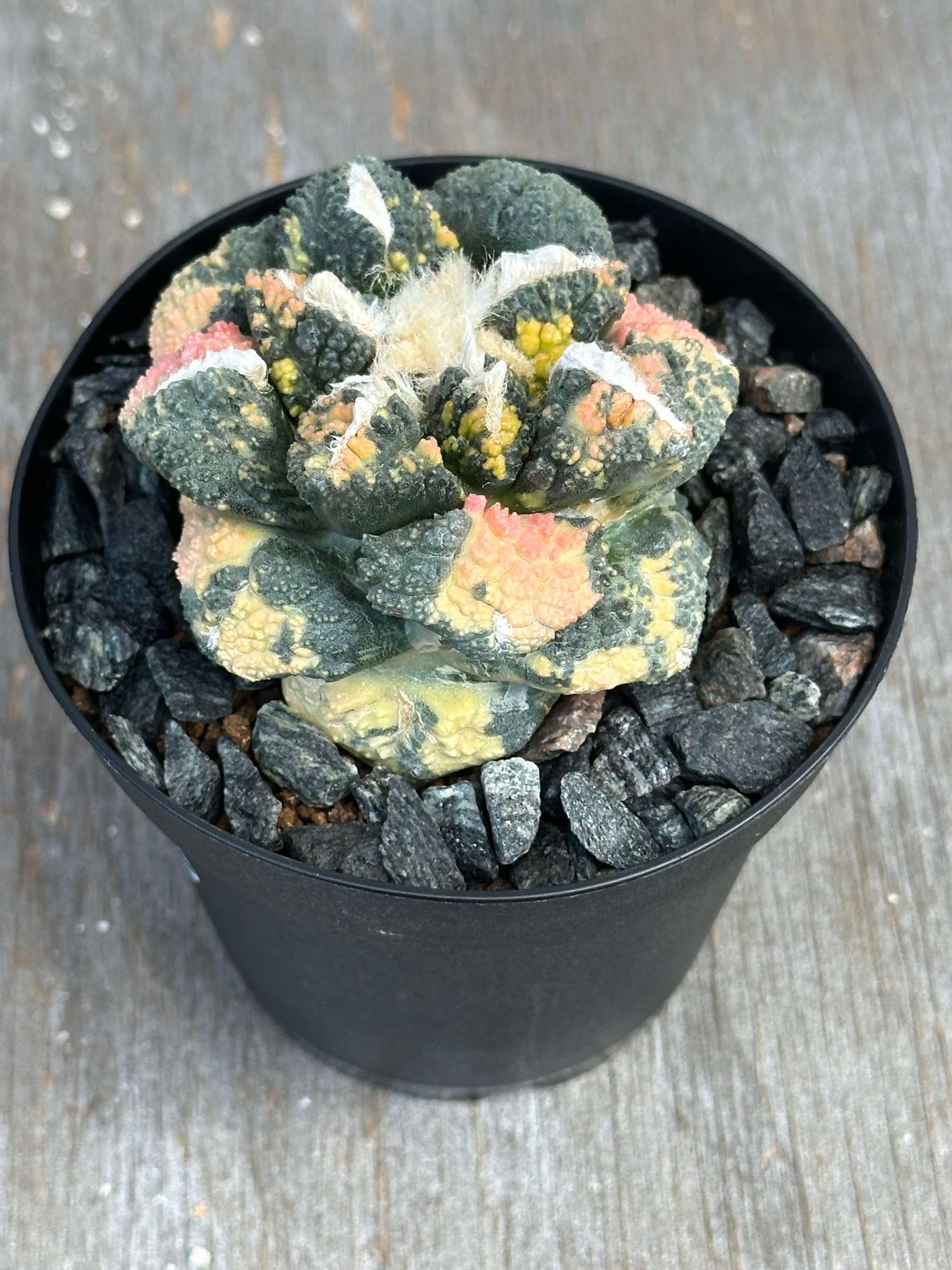 Ariocarpus Godzilla Hybrid Variegated (AGH1) 🌱 in a 4-inch pot, showcasing textured tubercles and intricate patterns, a standout houseplant.