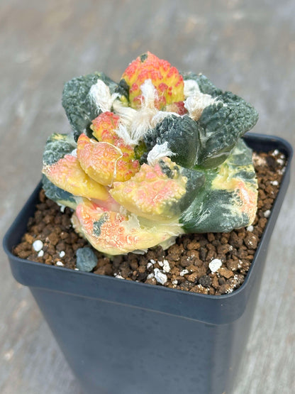A close-up of the Ariocarpus Godzilla Hybrid Variegated (AGH2) 🌱, showcasing its heavily-textured tubercles in a 2.5-inch pot.