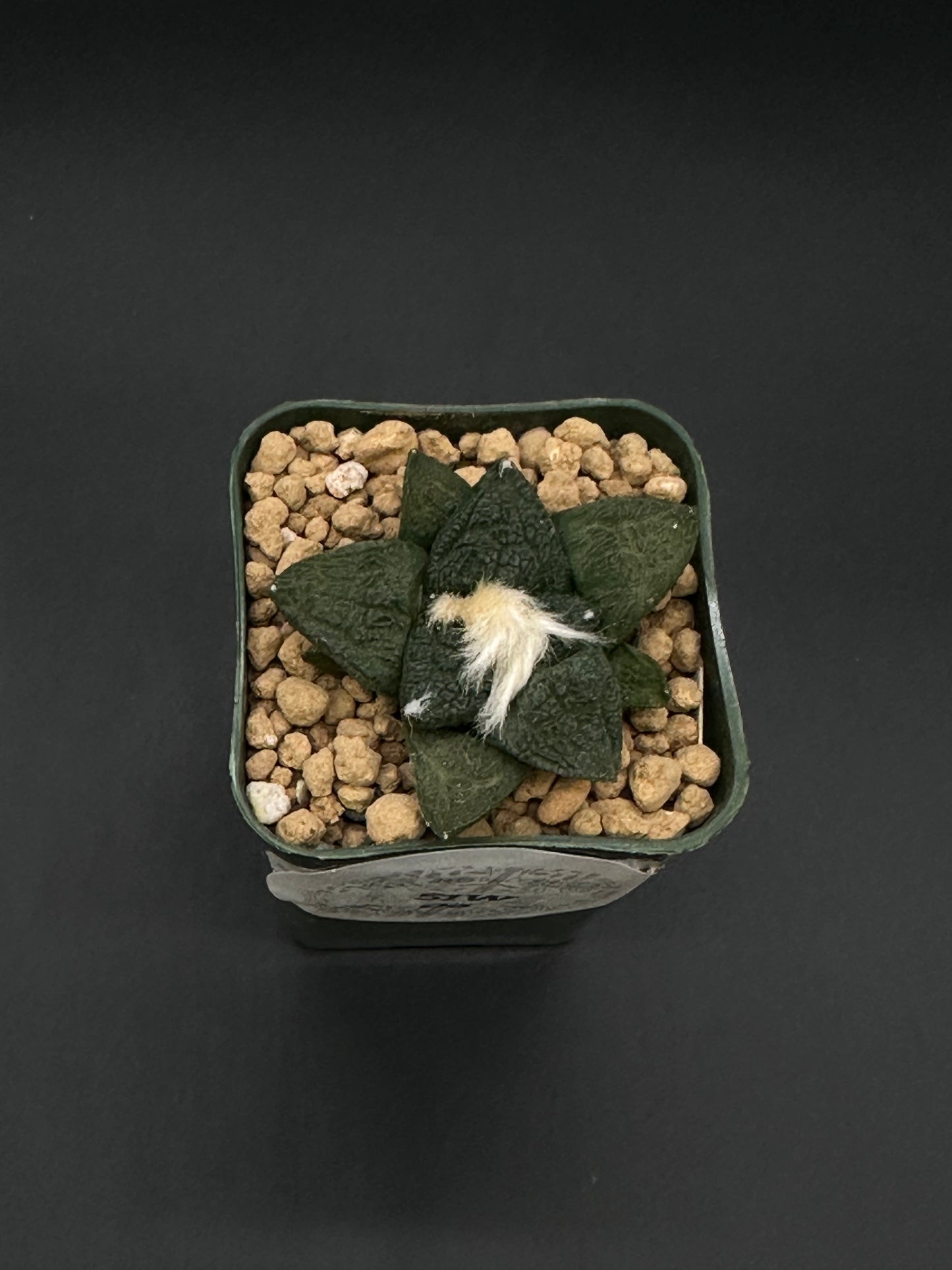 Ariocarpus Lloydii x Fissuratus cv. 'Godzilla' in a 2.25-inch pot, showcasing its distinctively textured, tuberculate pattern and unique form.