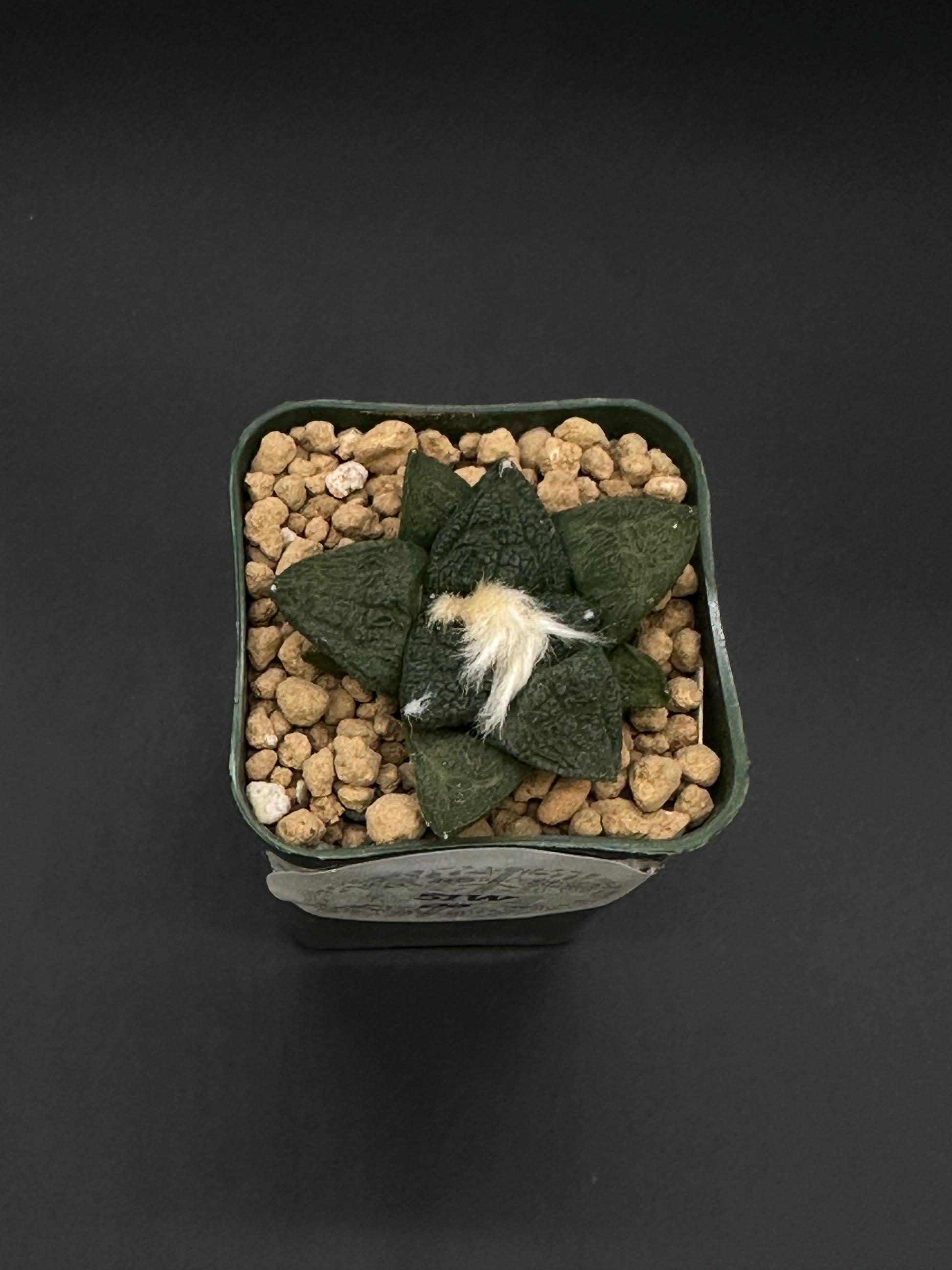 Ariocarpus Lloydii x Fissuratus cv. 'Godzilla' in a 2.25-inch pot, showcasing its distinctively textured, tuberculate pattern and unique form.