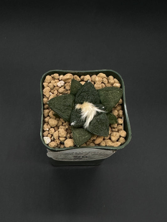 Ariocarpus Lloydii x Fissuratus cv. 'Godzilla' in a 2.25-inch pot, showcasing its distinctively textured, tuberculate pattern and unique form.