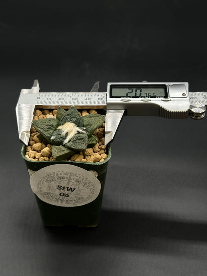 Ariocarpus Lloydii x Fissuratus cv. 'Godzilla' in a 2.25-inch pot, featuring a textured surface and measuring device, highlighting its unique hybrid appearance.