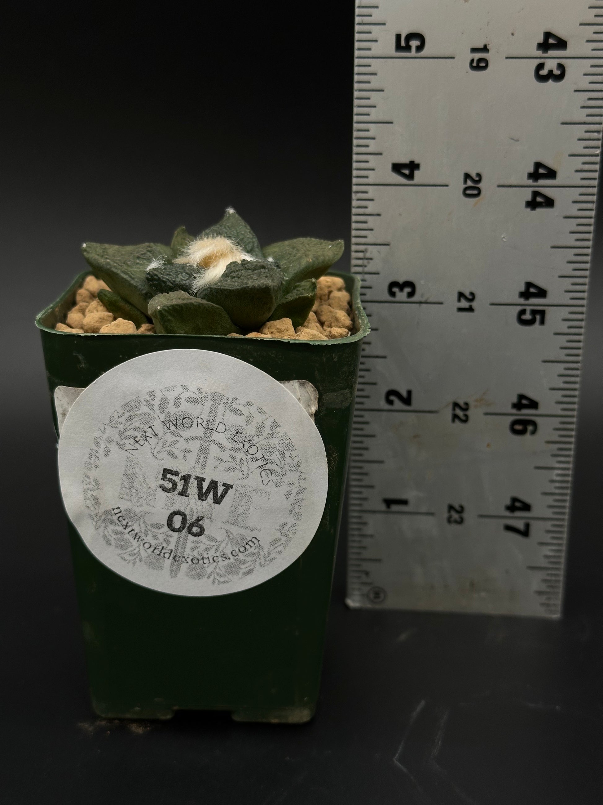 Ariocarpus Lloydii x Fissuratus cv. 'Godzilla' in a 2.25-inch pot, next to a ruler, showcasing its textured surface and intricate pattern.