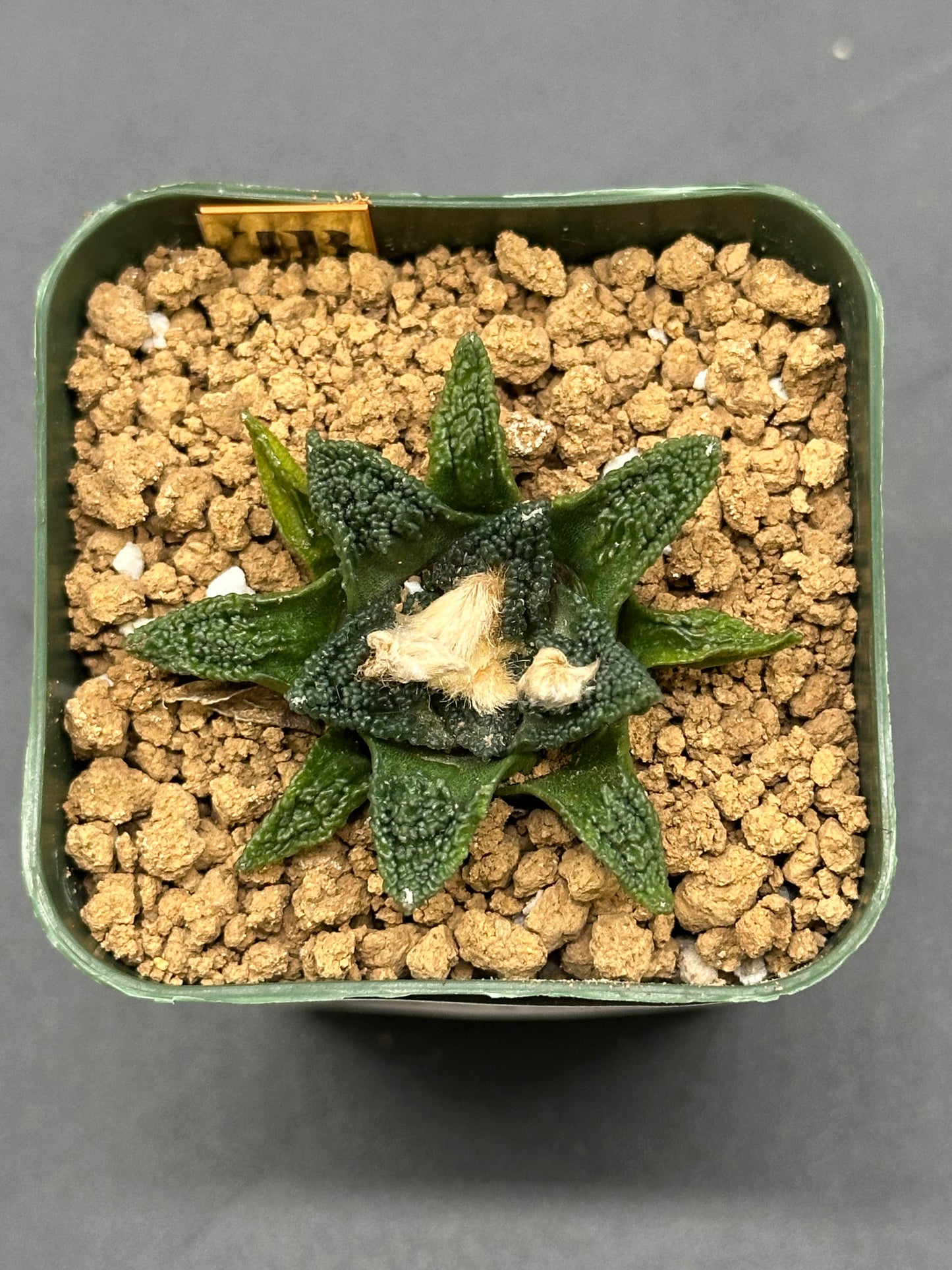 Ariocarpus Hintonii x Fissuratus cv. 'Godzilla' in a 2.5-inch pot, showcasing its unique form, ideal for exotic plant collectors.