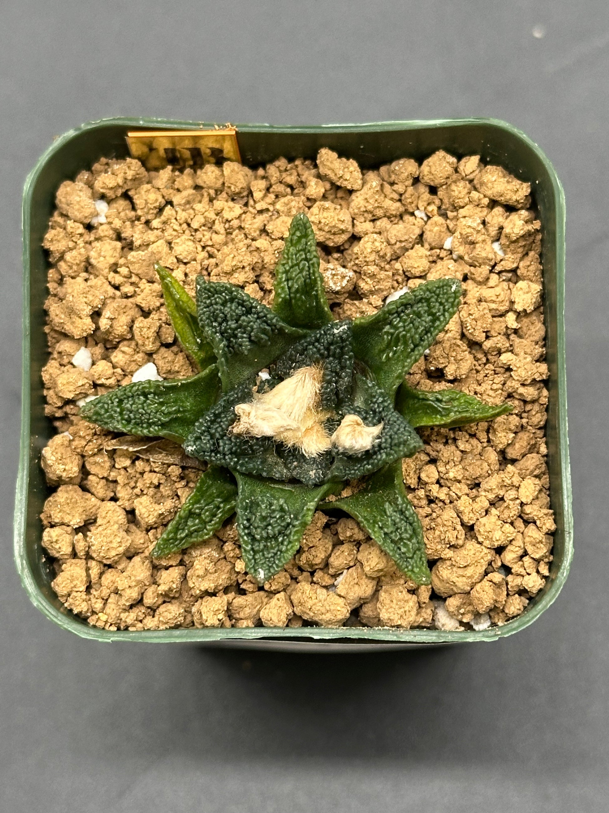 Ariocarpus Hintonii x Fissuratus cv. 'Godzilla' in a 2.5-inch pot, showcasing its unique form, ideal for exotic plant collectors.