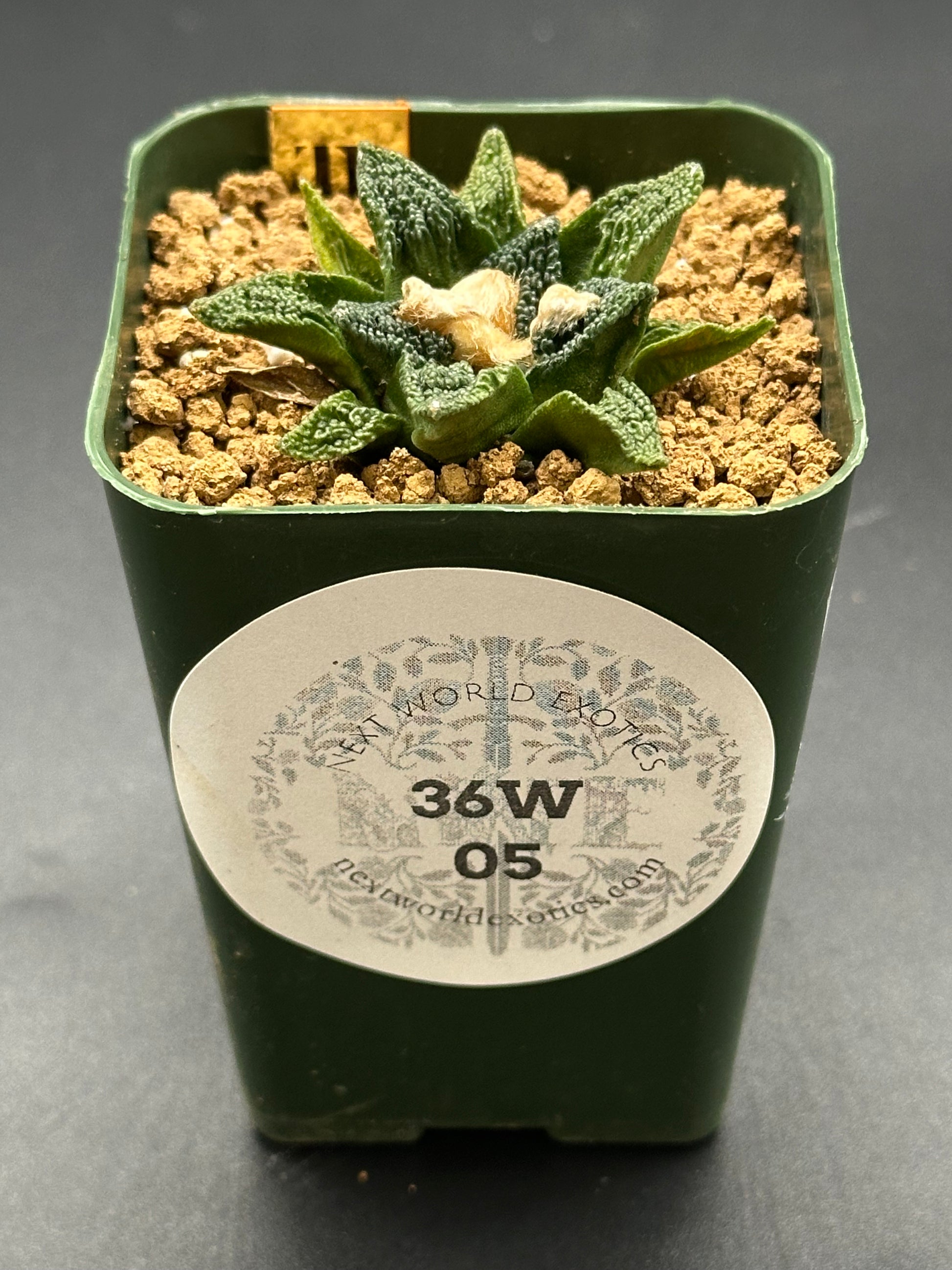 Ariocarpus Hintonii x Fissuratus cv. 'Godzilla' in a small pot, showcasing its unique texture, ideal for exotic plant collectors.