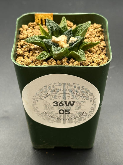 Ariocarpus Hintonii x Fissuratus cv. 'Godzilla' in a small pot, showcasing its unique texture, ideal for exotic plant collectors.
