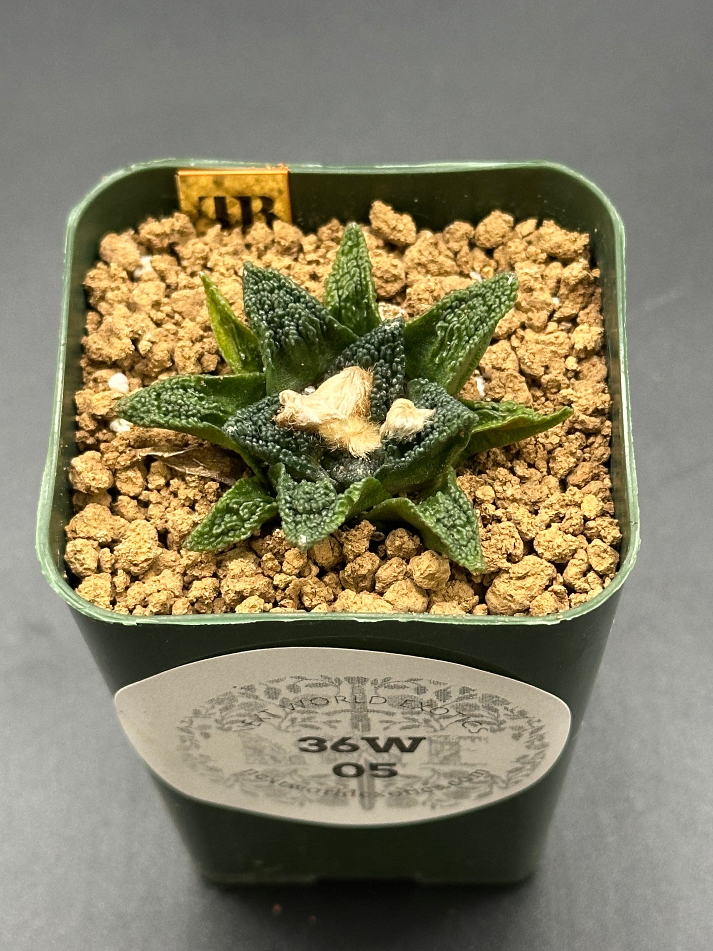 Ariocarpus Hintonii x Fissuratus cv. 'Godzilla' in a 2.5-inch pot, showcasing its unique structure, ideal for exotic plant enthusiasts.