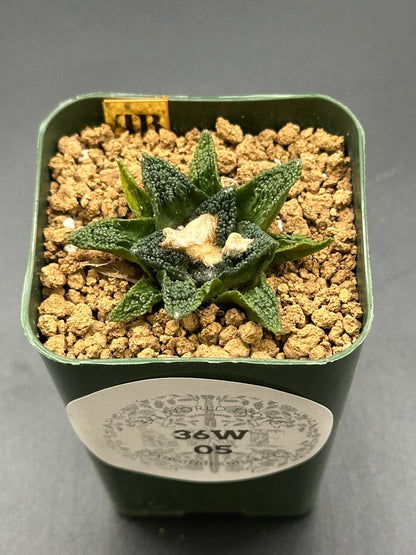 Ariocarpus Hintonii x Fissuratus cv. 'Godzilla' in a 2.5-inch pot, showcasing its unique structure, ideal for exotic plant enthusiasts.