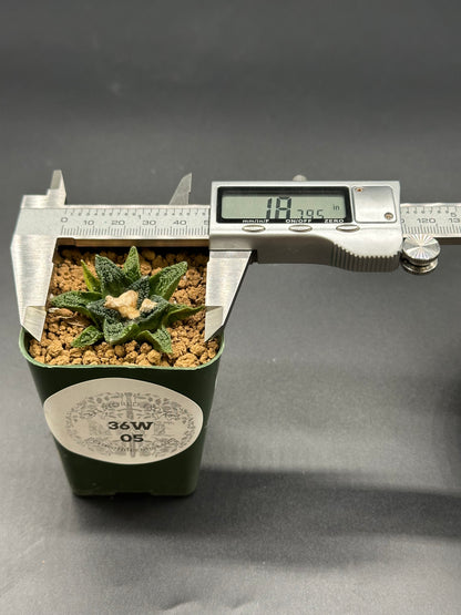 Ariocarpus Hintonii x Fissuratus cv. 'Godzilla' in a 2.5-inch pot with a measuring device nearby.