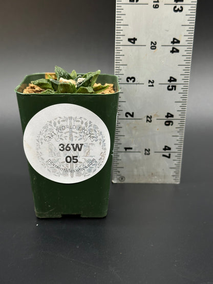 Ariocarpus Hintonii x Fissuratus cv. 'Godzilla' in 2.5-inch pot with a ruler for scale, highlighting its exotic, unique growth form.