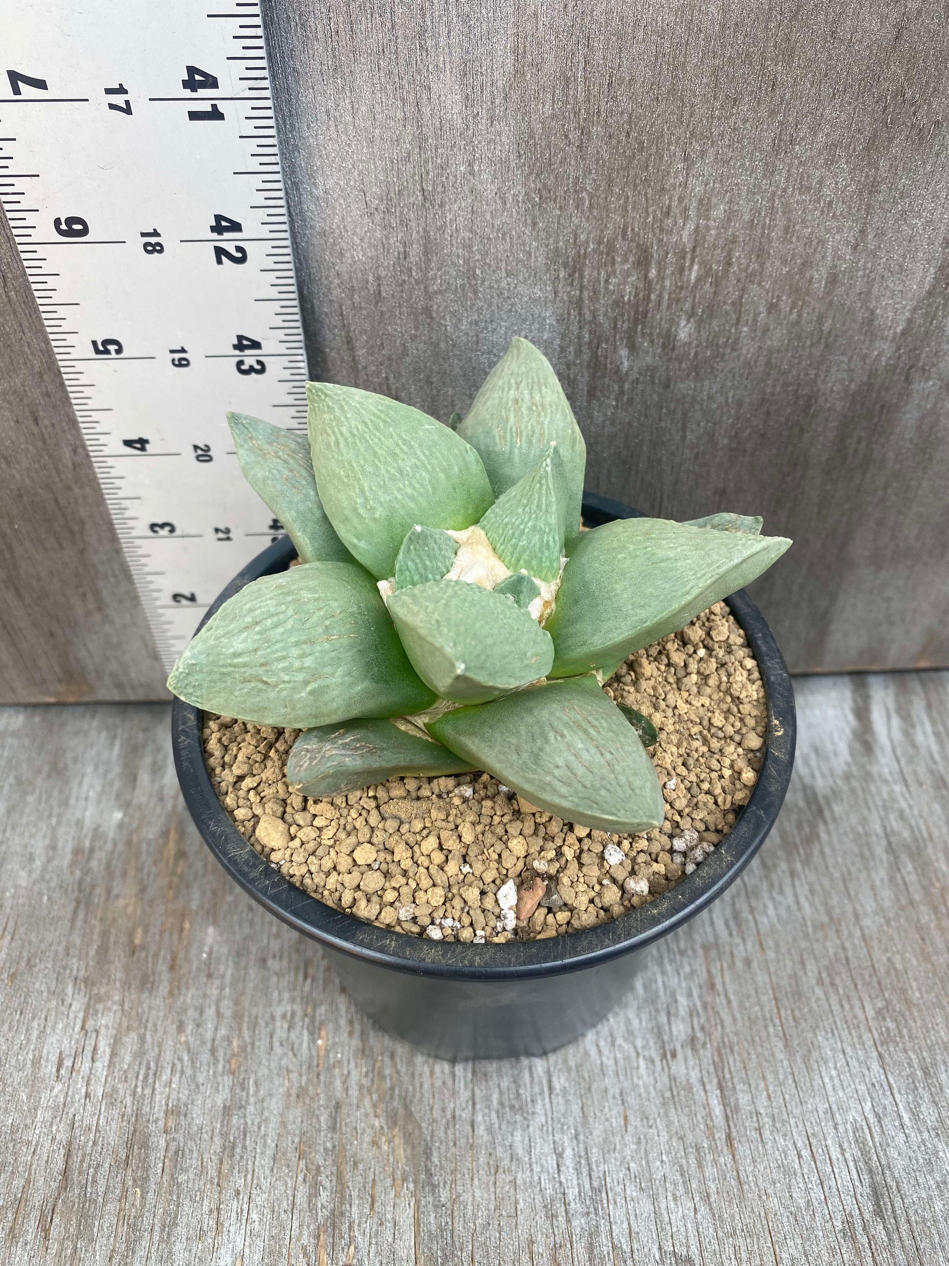 Ariocarpus Retusus Hybrid (ARH1) 🌱 in a 5-inch pot, showcasing star-shaped tubercles and textured leaves.