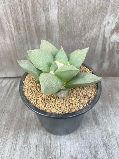 Ariocarpus Retusus Hybrid (ARH1) 🌱 in a 5-inch pot, showcasing thick, triangular tubercles forming a rosette with slight leaf texturing.