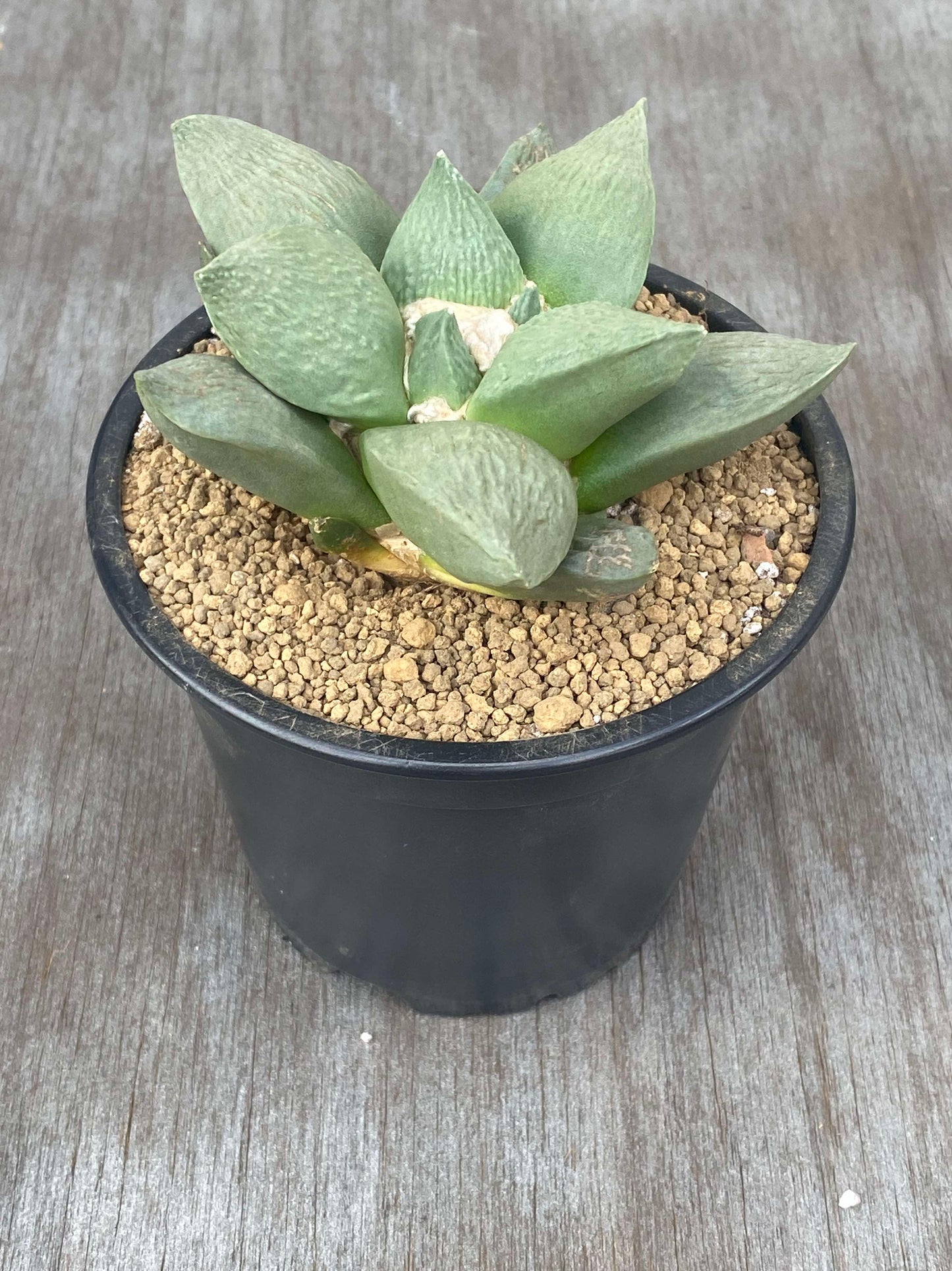 Ariocarpus Retusus Hybrid (ARH1) 🌱 in a 5-inch pot, showcasing star-shaped, textured tubercles forming a rosette with slight leaf texturing.