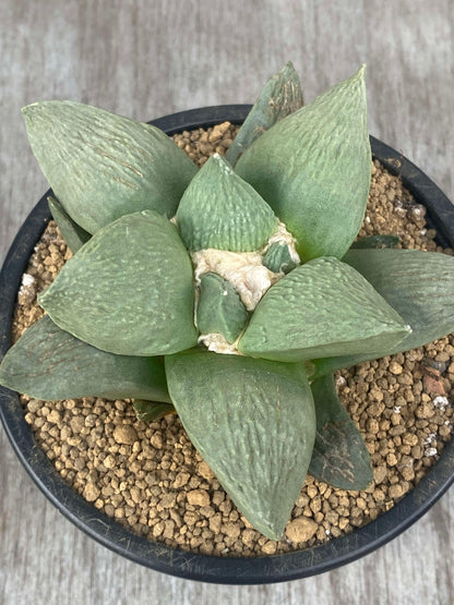 Ariocarpus Retusus Hybrid (ARH1) 🌱, a star-shaped succulent with textured triangular tubercles, growing in a 5-inch pot.