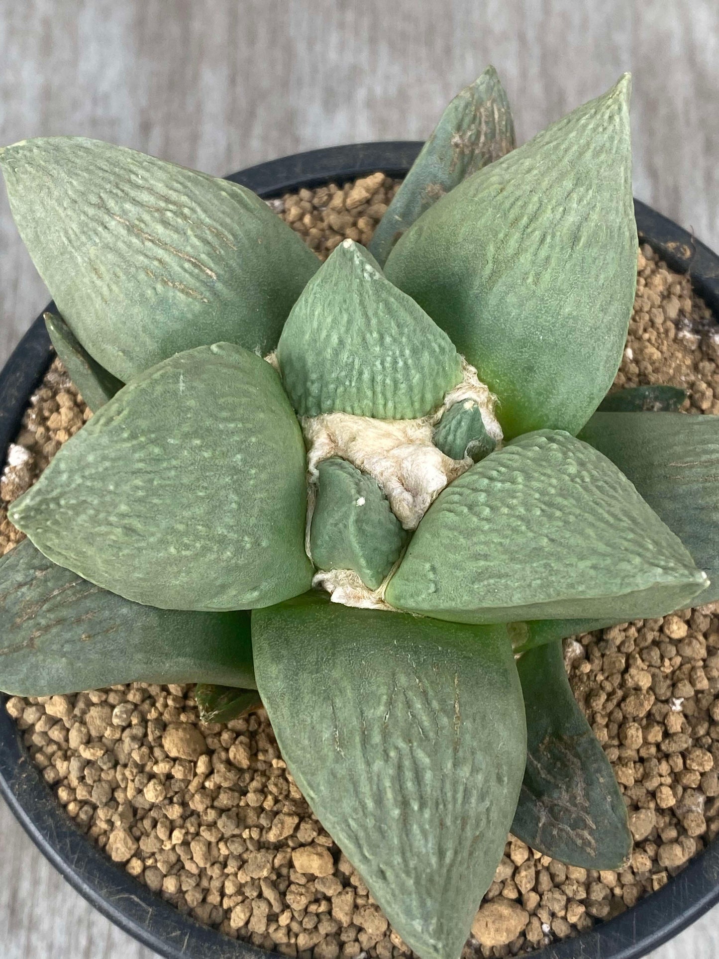 Ariocarpus Retusus Hybrid (ARH1) 🌱 in a 5-inch pot, showcasing textured triangular tubercles and flattened, star-shaped rosette arrangement.