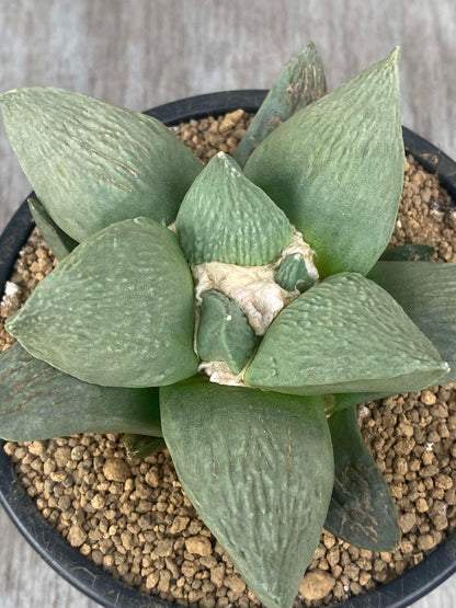 Ariocarpus Retusus Hybrid (ARH1) 🌱 in a 5-inch pot, showcasing textured triangular tubercles and flattened, star-shaped rosette arrangement.