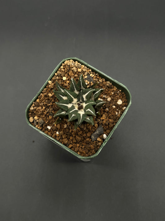 Ariocarpus Kotschoubeyanus in a 2.25-inch pot, showcased by Next World Exotics, known for rare variegated tropical houseplants and succulents.