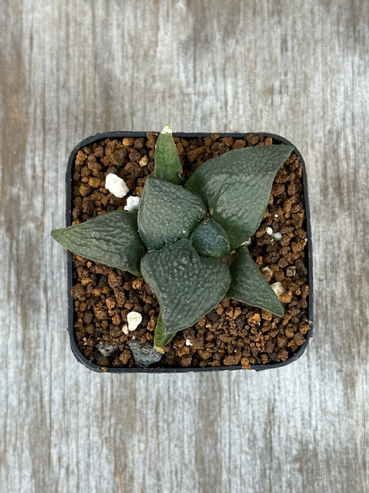 Ariocarpus Lloydii x Fissuratus cv. 'Godzilla' hybrid in a 2.25-inch pot, showcasing its distinctive, textured surface and intricate tuberculate pattern.