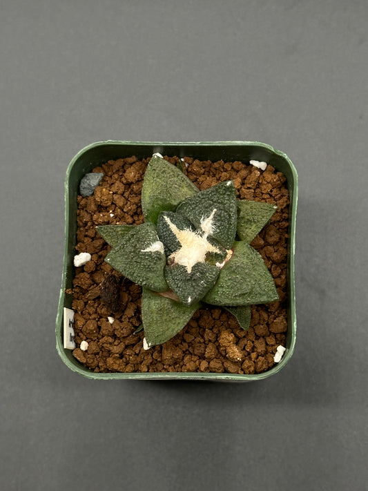 Ariocarpus Lloydii x Fissuratus cv. 'Godzilla' hybrid in a pot, showcasing its distinctive textured surface and intricate tuberculate pattern.