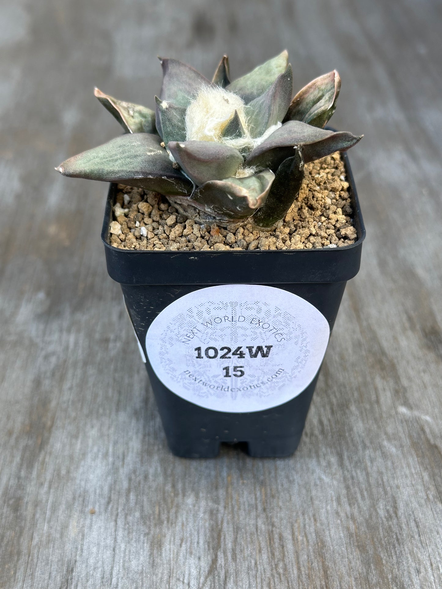 Ariocarpus Retusus in a 2.25-inch pot, showcasing its star-shaped tubercles and unique rosette pattern, with visible text on a white sticker.