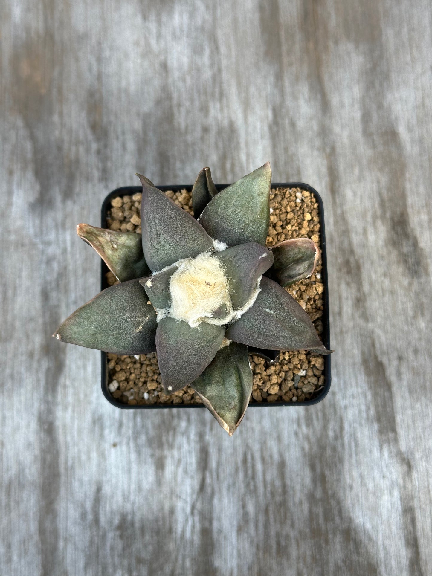 Ariocarpus Retusus (1024W15) in a 2.25-inch pot, showcasing its distinctive star-shaped, thick triangular tubercles forming a rosette pattern.