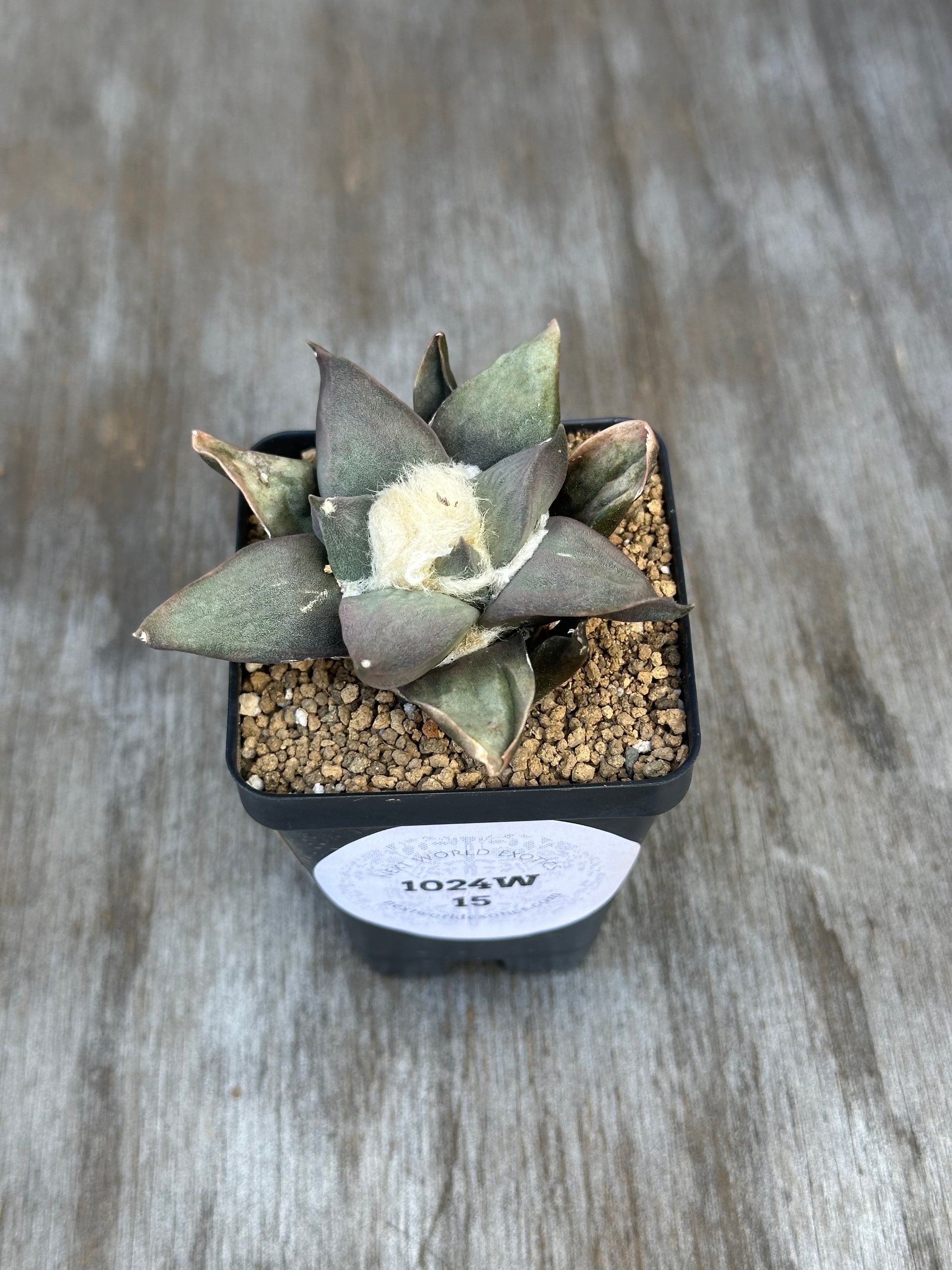 Ariocarpus Retusus (1024W15) in a small pot, showcasing star-shaped tubercles in a rosette on a wooden surface.