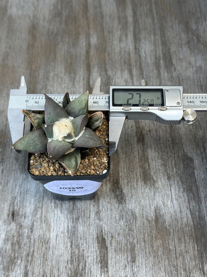 Ariocarpus Retusus (1024W15) in a 2.25-inch pot with a digital caliper measuring its unique star-shaped tubercles.