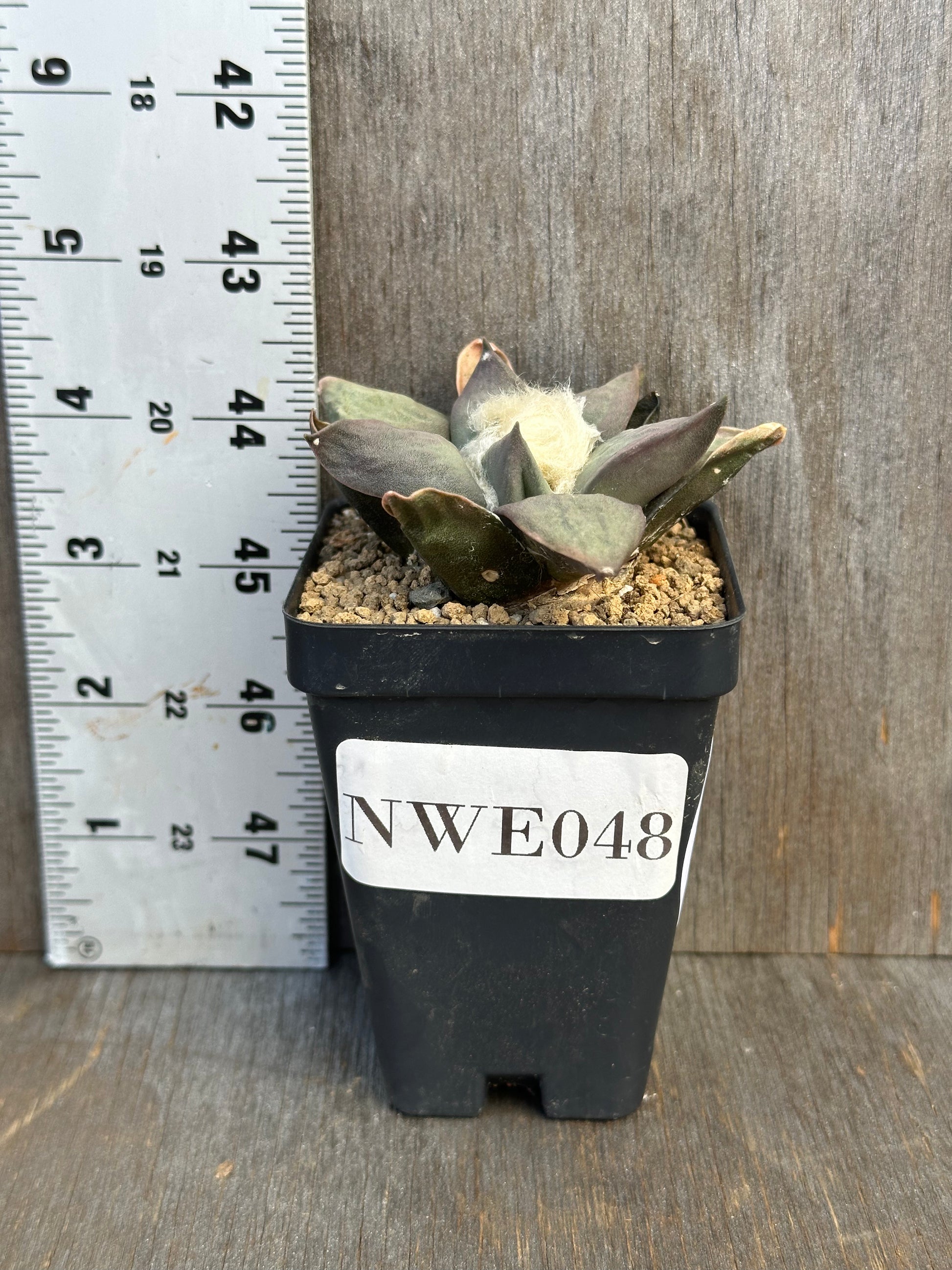 Ariocarpus Retusus in a 2.25-inch pot with star-shaped tubercles, displayed next to a ruler for size reference.