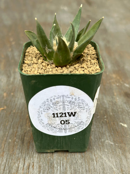 Ariocarpus Retusus (1121W05) in a 2.5-inch pot, featuring star-shaped rosette of thick tubercles with a visible white label.