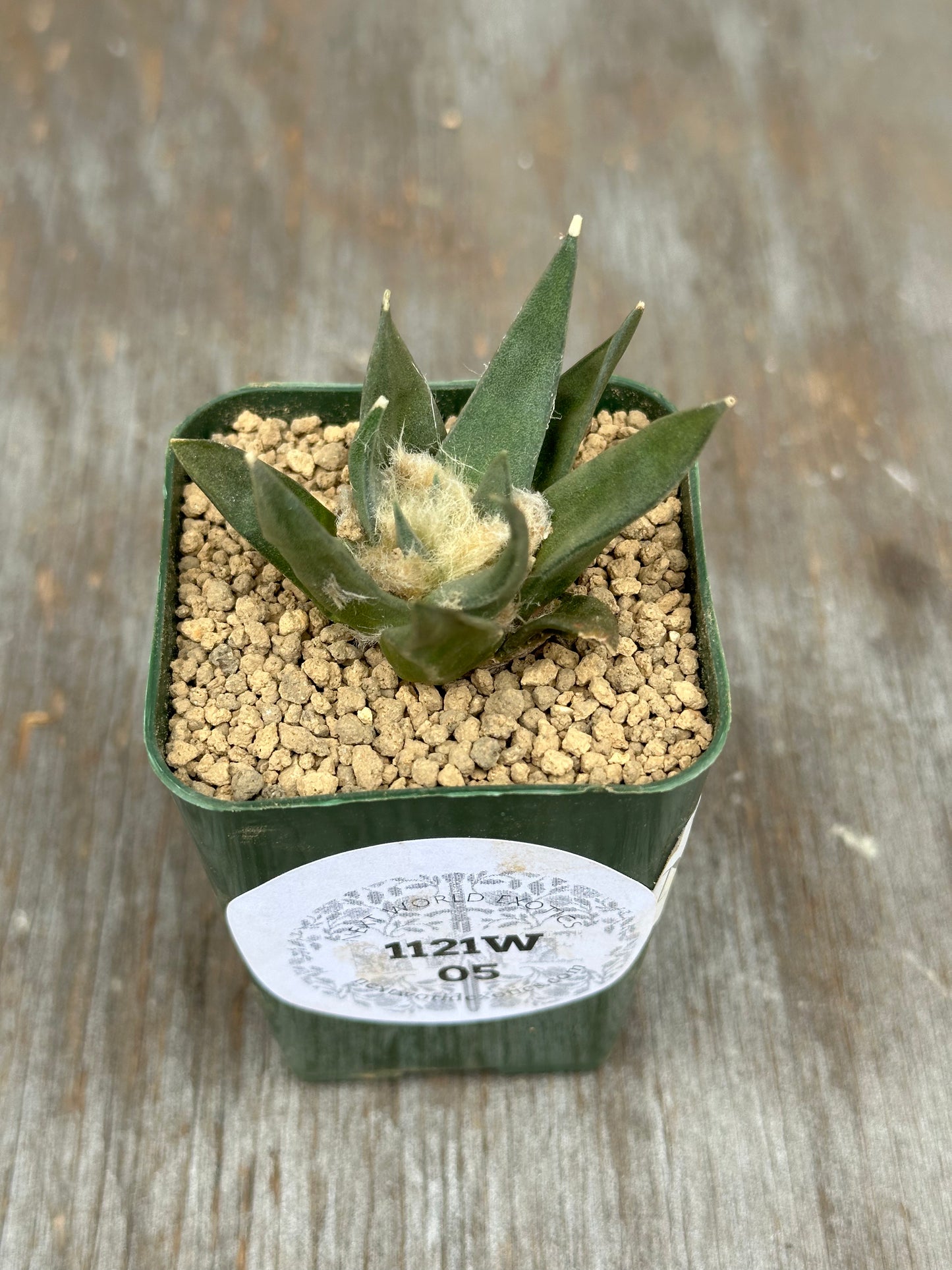 Ariocarpus Retusus (1121W05) in a 2.5-inch pot, featuring star-shaped, thick triangular tubercles with a label, highlighting its distinctive rosette form.