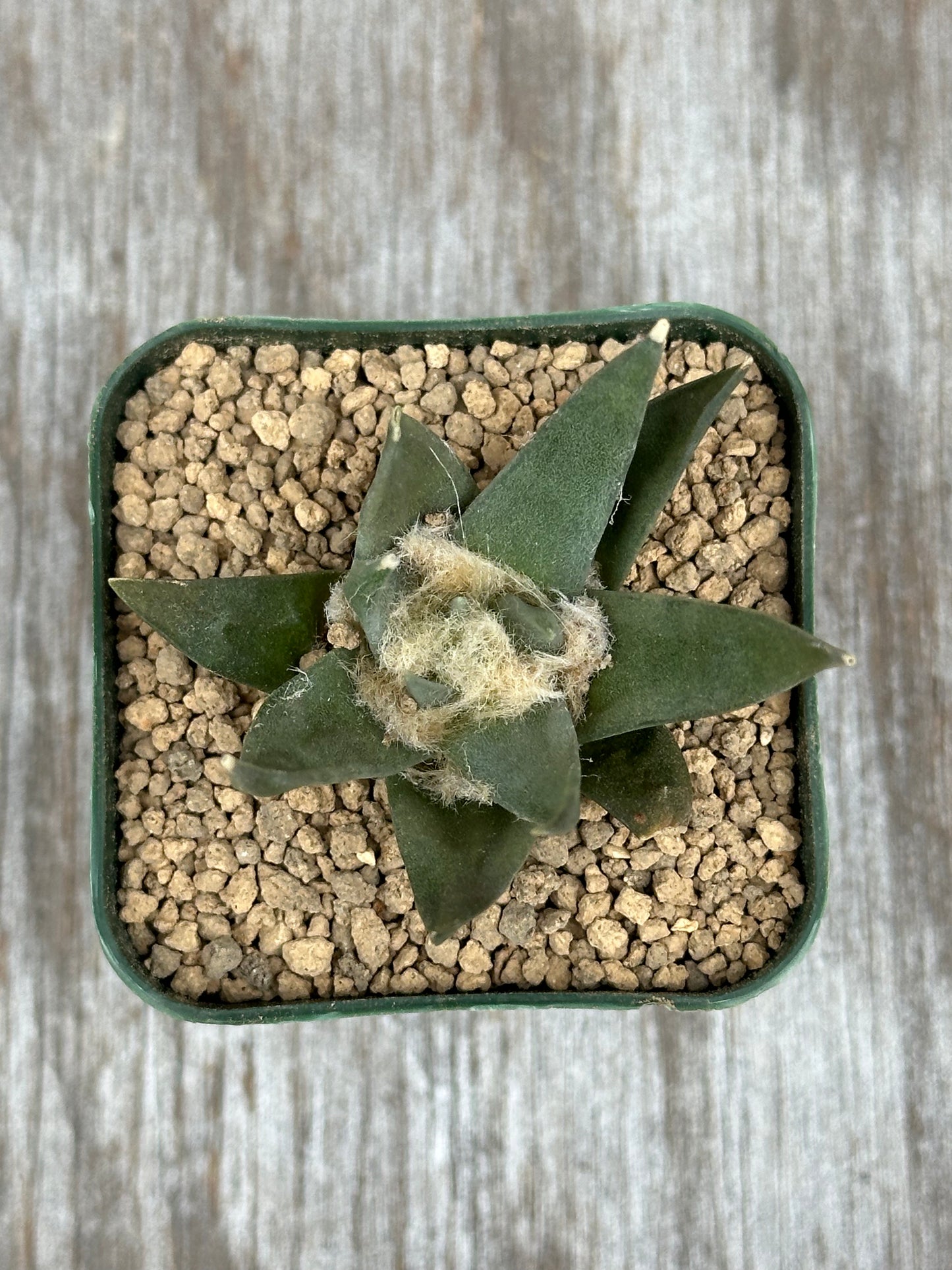 Ariocarpus Retusus (1121W05) in a 2.5-inch pot, featuring thick, triangular tubercles arranged in a star-like rosette.