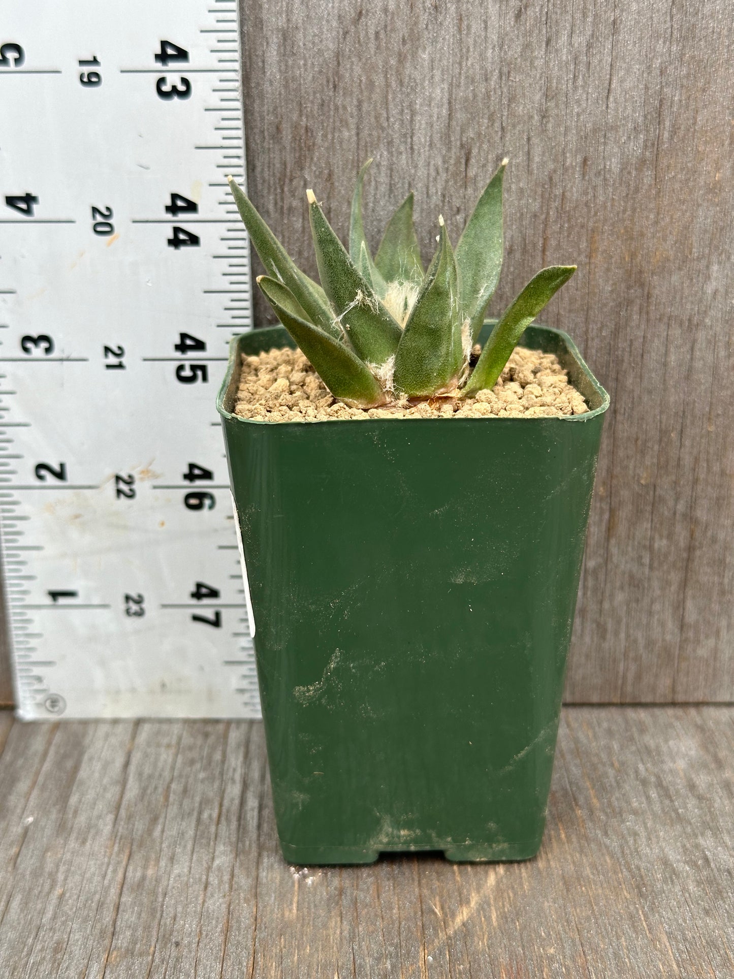 Ariocarpus Retusus (1121W05) in a 2.5-inch pot, showing its distinctive star-shaped tubercles and rosette form, with a white ruler for scale.