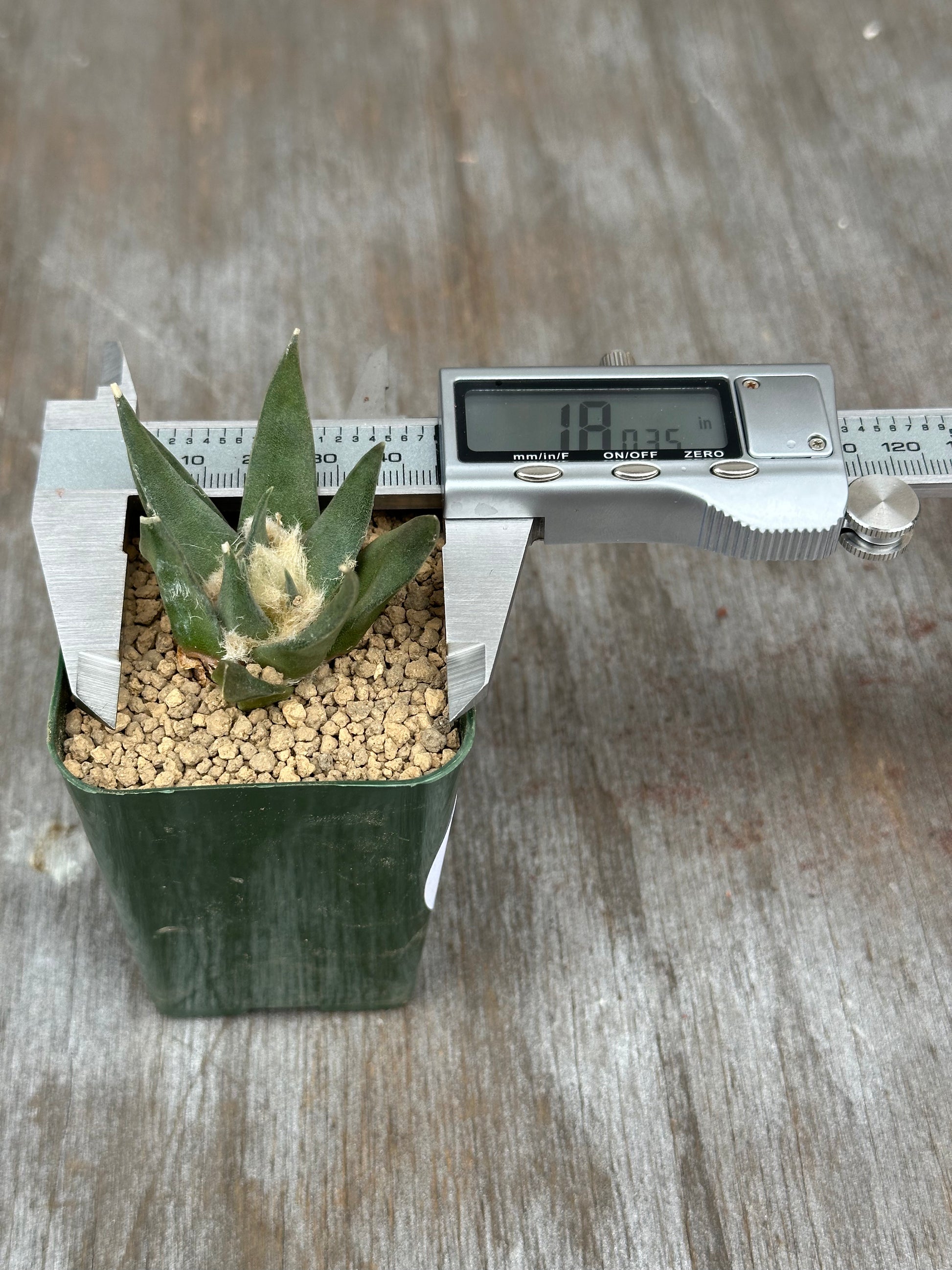 Ariocarpus Retusus (1121W05) in a 2.5-inch pot with a measuring device, showcasing its unique star-shaped tubercles.