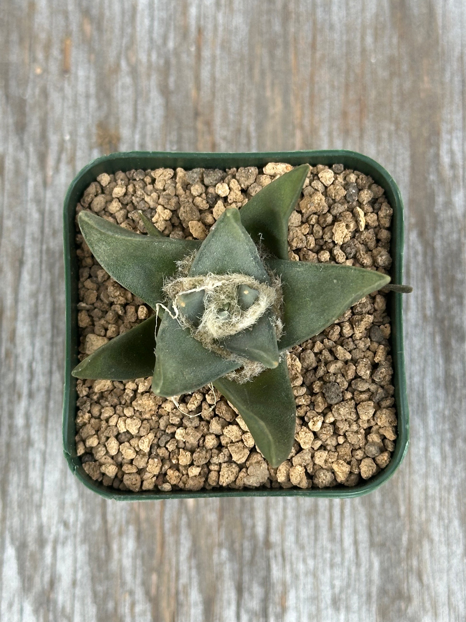 Ariocarpus Retusus (1212W17) in a 2.25-inch pot, showcasing its star-shaped, thick, triangular tubercles forming a rosette pattern.