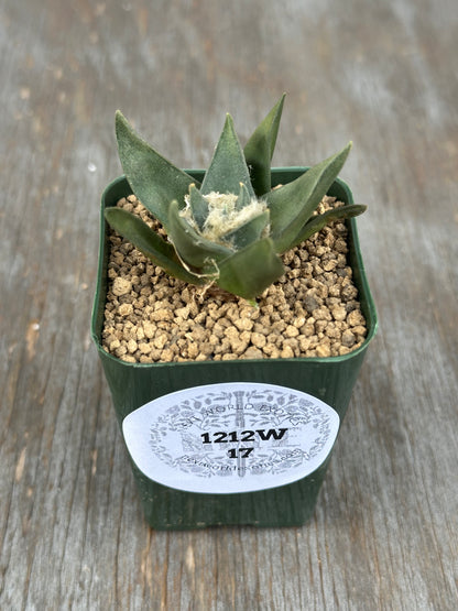 Ariocarpus Retusus (1212W17) in a 2.25-inch pot, showcasing star-shaped tubercles forming a rosette, with visible black text label on the pot.